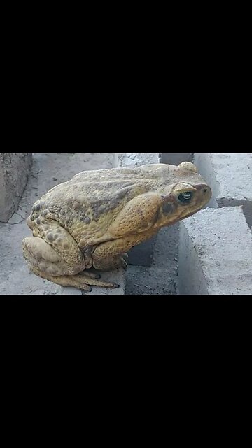 Sapo Cururu #Nordeste