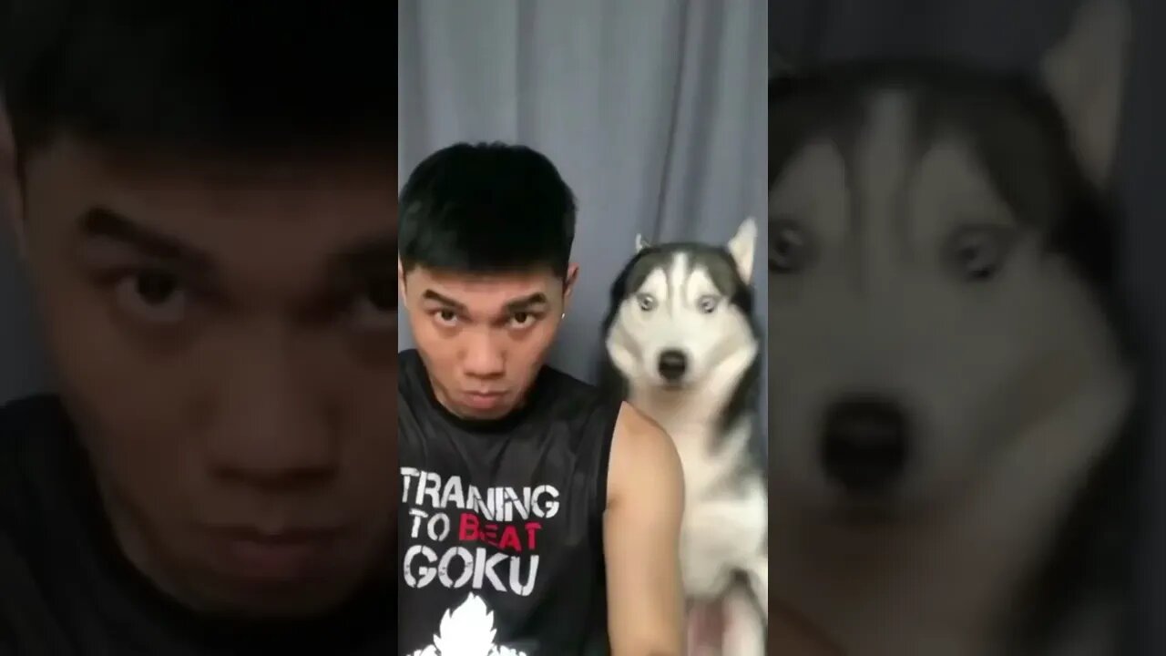 BEST 😍FUNNY😍 PET VIDEOS #73 - Try Not To Laugh #shorts