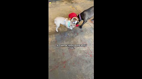 Dog Fight | Mochi The French Bulldog