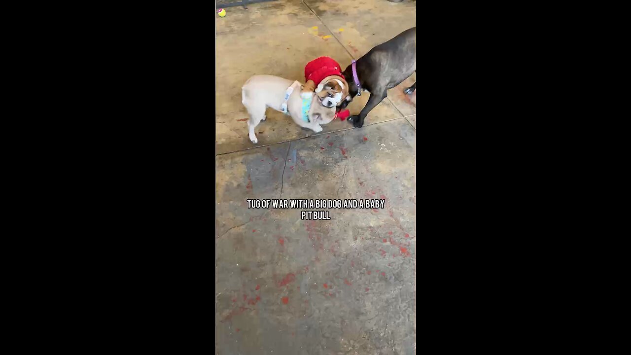 Dog Fight | Mochi The French Bulldog