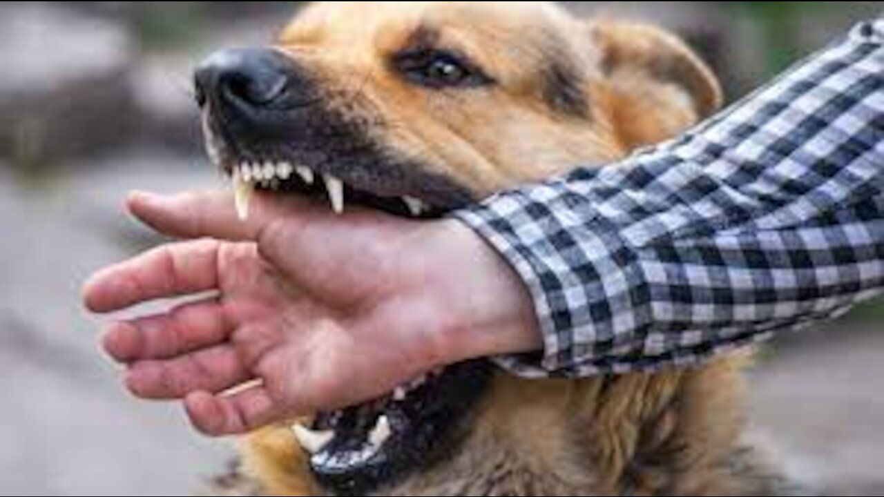 Self defense against dog attack