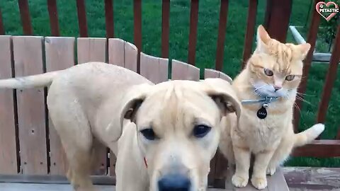 Cats and dogs funny compilation part 2 😂
