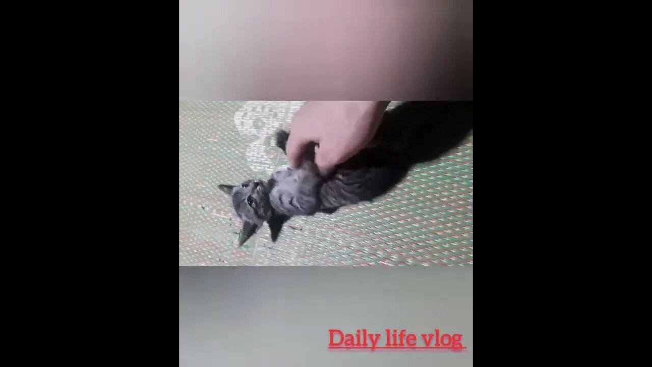 oh my god cat