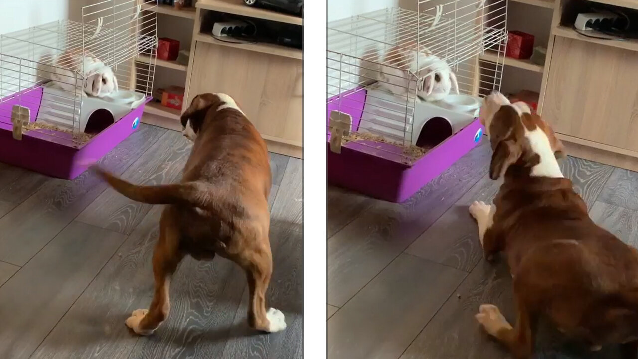 Dog Barking Wants To Play With The Bunny Rabbit