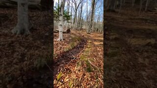 A gentle stream of water in a forest