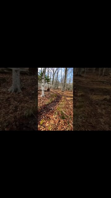 A gentle stream of water in a forest