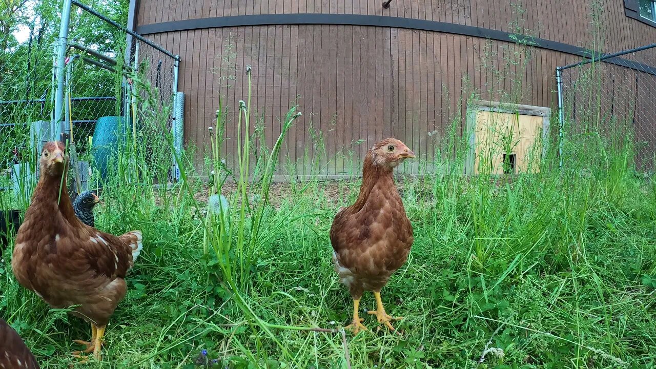 Chicken Cam