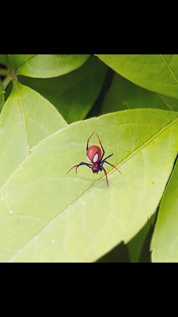 Spider like spider man 😲😲