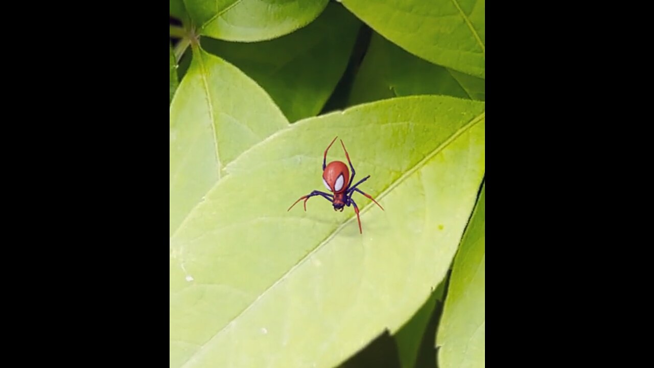 Spider like spider man 😲😲