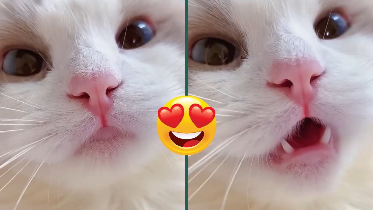 Cat Meme & Kitten | Funny Cats Meow | Baby Cute Compilation [cat-cash home)