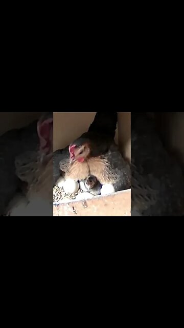 Newborn chick sits among eggs while her tries to tuck them all under her warmth