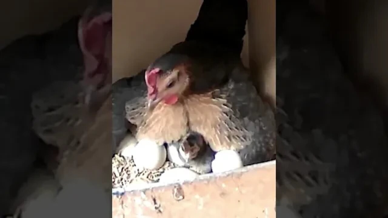 Newborn chick sits among eggs while her tries to tuck them all under her warmth