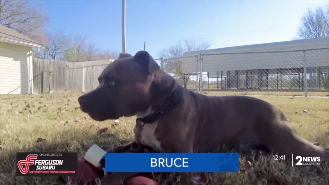 Underdogs Bruce