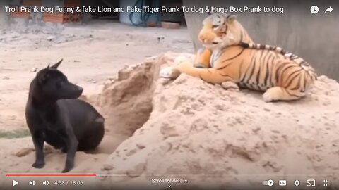 Prank Dog Funny