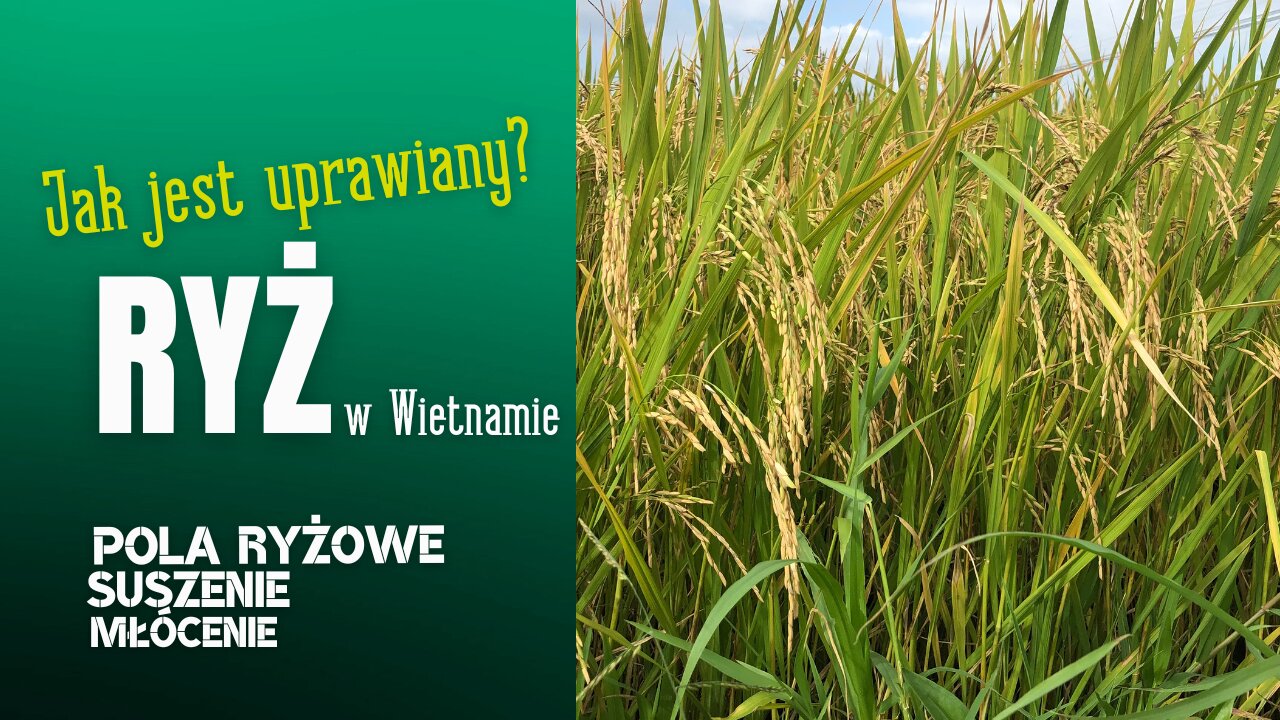 Uprawa ryżu🌾⏐Pola, suszenie, młócenie, maszyny, kaczki i bawoły⏐WIETNAM🇻🇳 w 2018