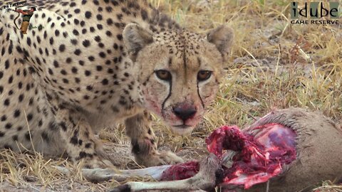 Male Cheetah Eats A Duiker