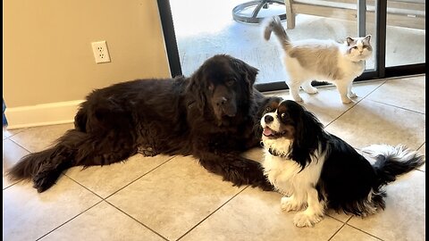 Mom protects Ragdoll from encroaching Doggy Brothers