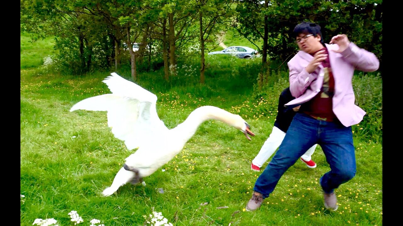 animal attacks people #1
