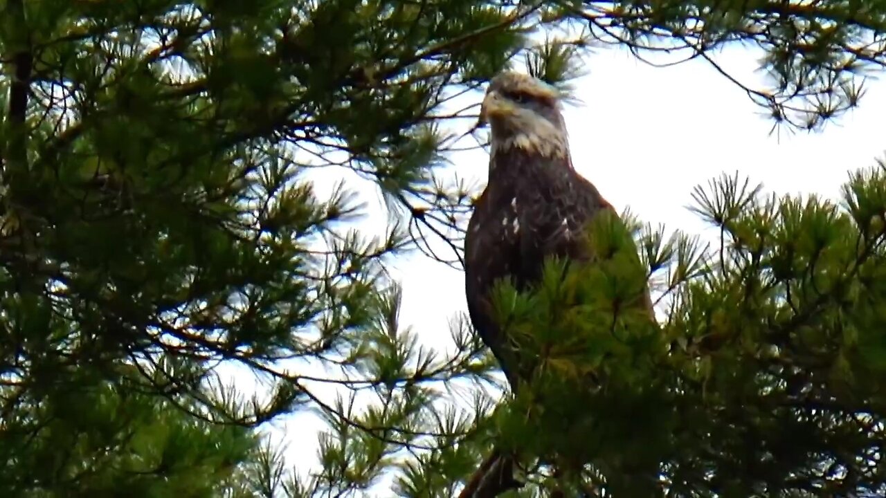 Bald Eagle