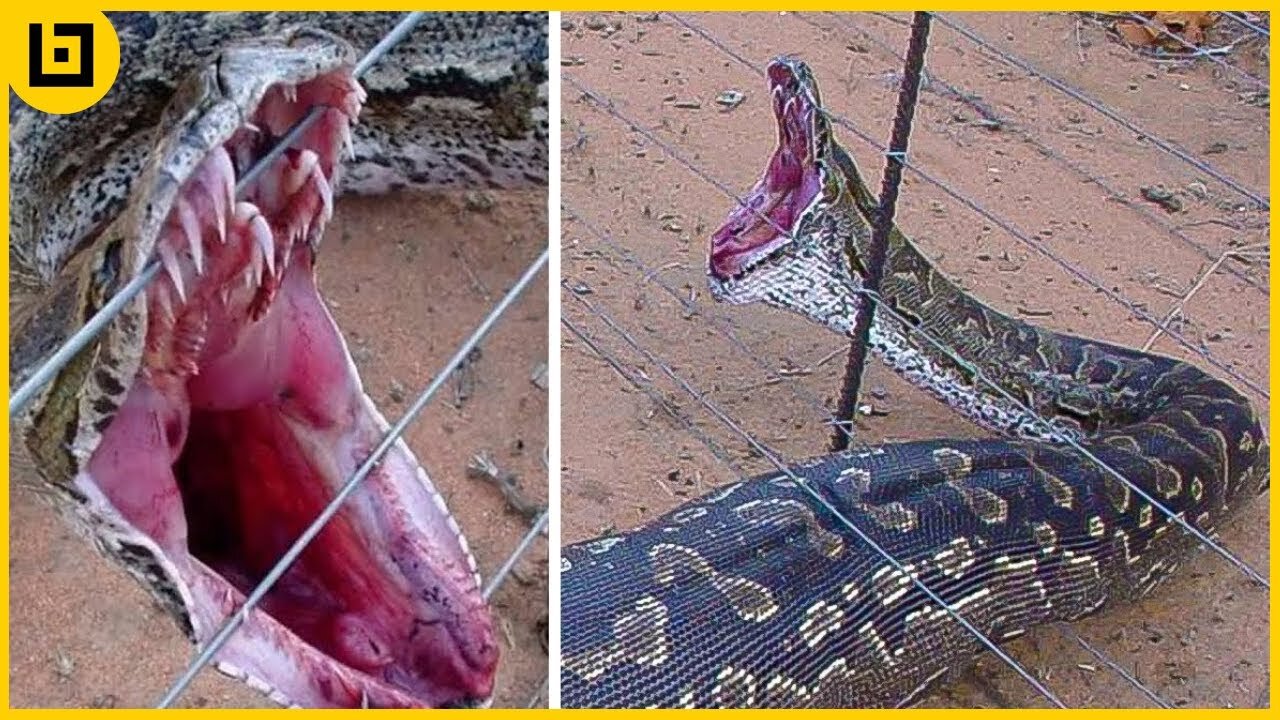 Amazing, Most Shocking moments when Animals were Electrocuted...