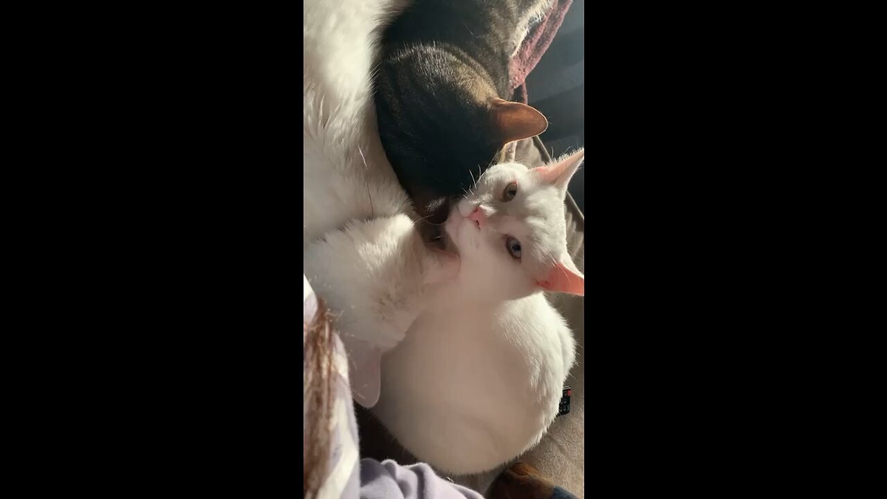 Three cat brothers snuggle