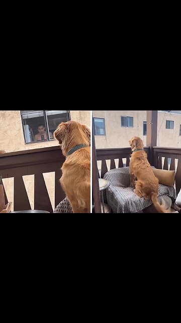 Dog Is Obsessed With Watching His Neighbor From Afar