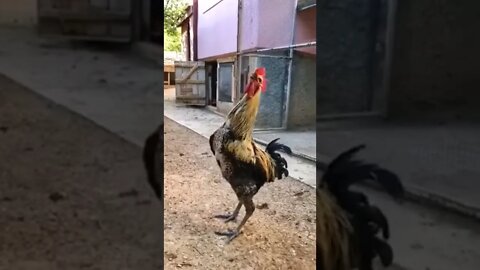 #funny #animals #shorts