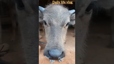 cute baby buffalo