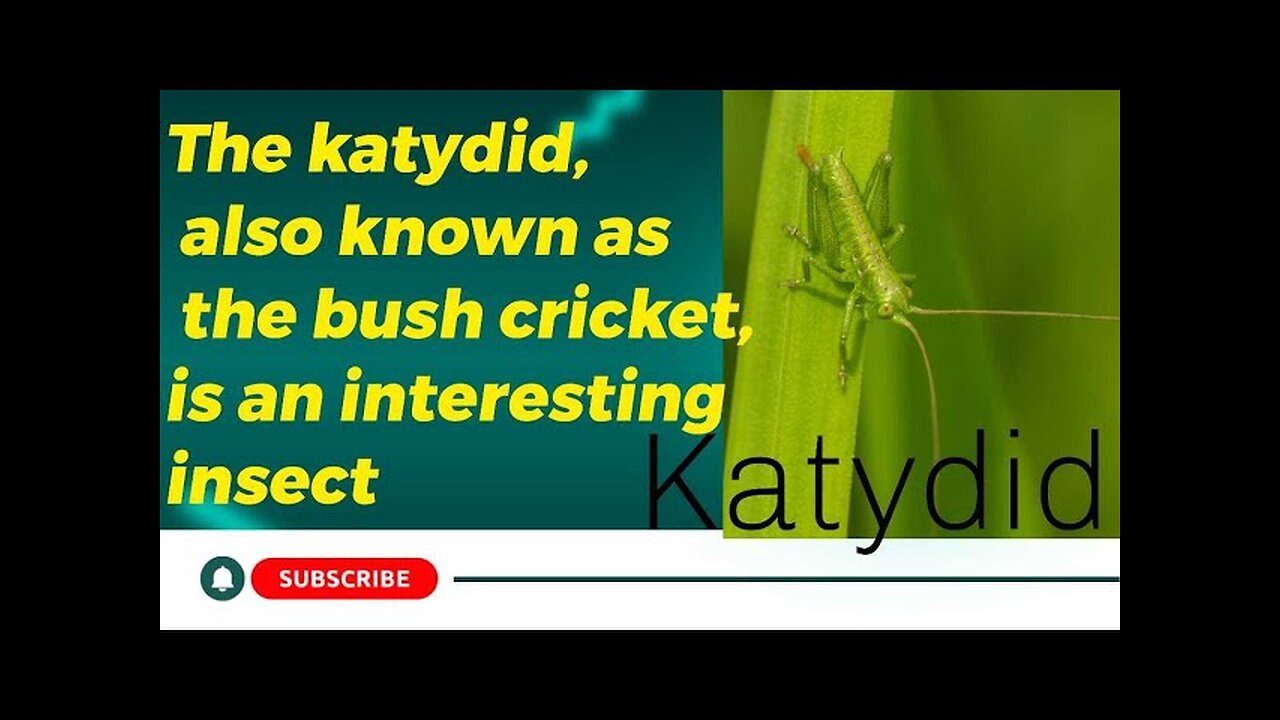 Katydid