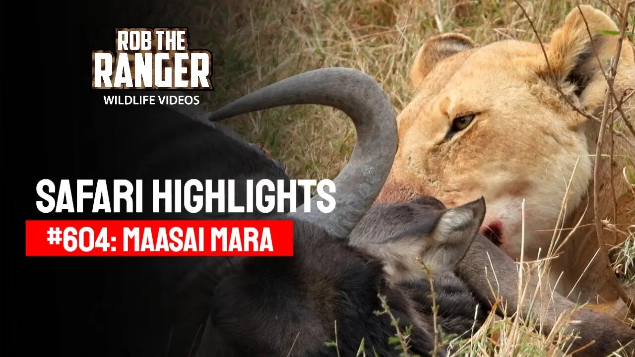 Safari Highlights #604: 01 - 02 August 2021 | Maasai Mara/Zebra Plains | Latest Wildlife Sightings