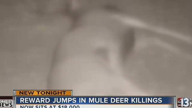 Reward jumps to $18K in mule deer killings near Mount Charleston