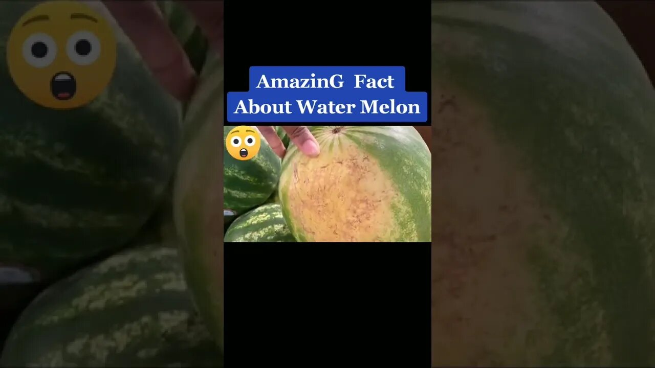 Amazing l World Info Point l #shorts #amazing #shortvideo #facts #trending #tips #tipsandtricks