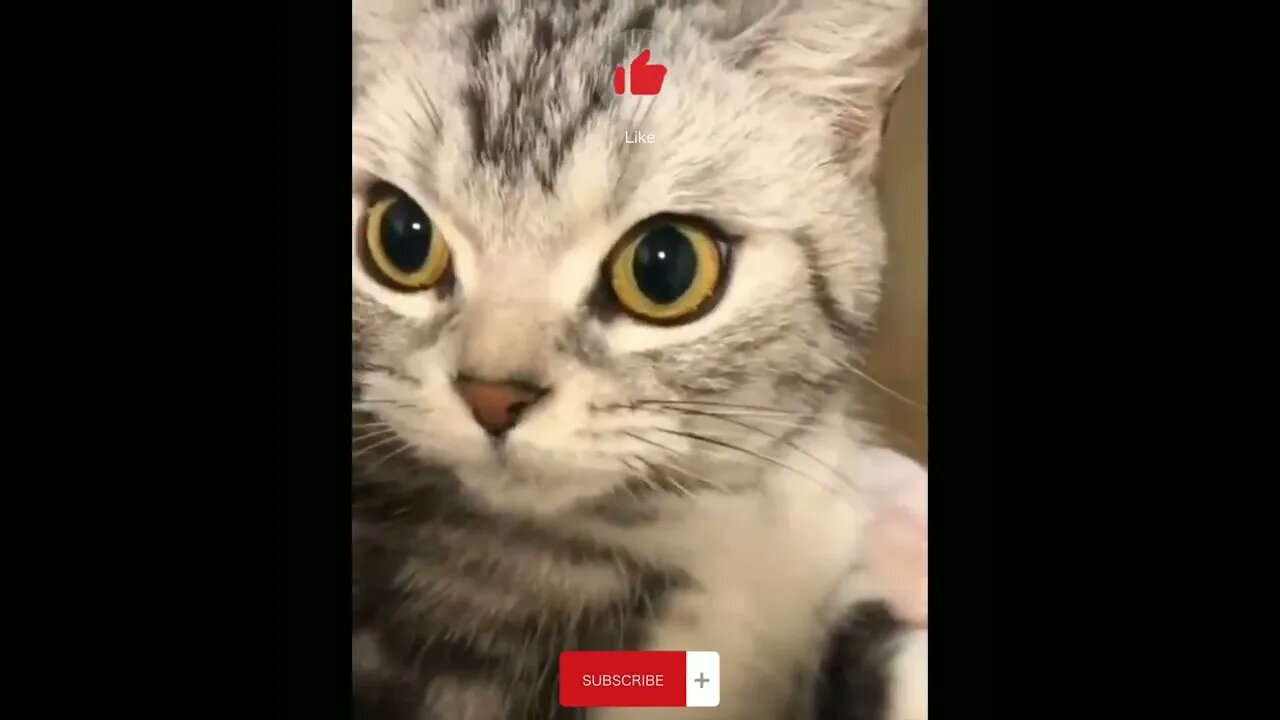Cute Cat • Funny Cat