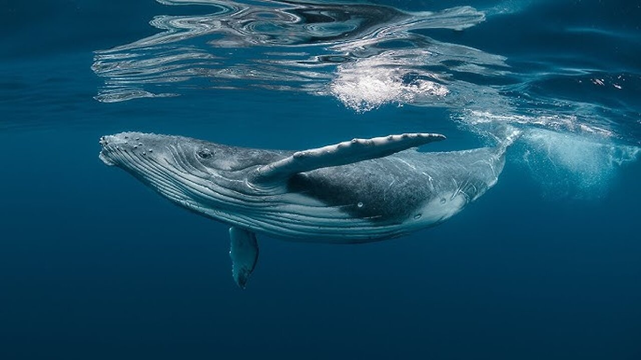 WHALE SINGING