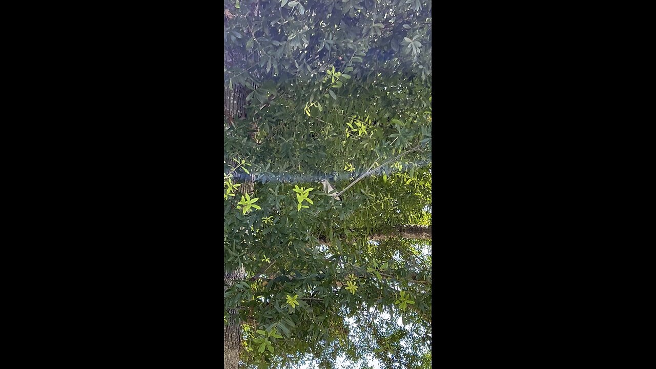 A mocking bird May 27 2024 Memorial Day