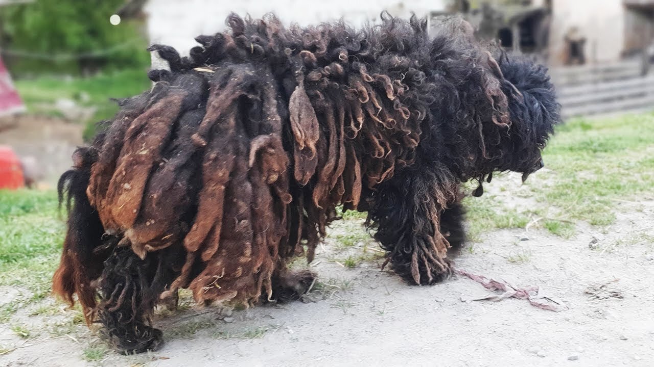 YOU WON'T BELIEVE how this DOG looks after shaving all these dreadlocks