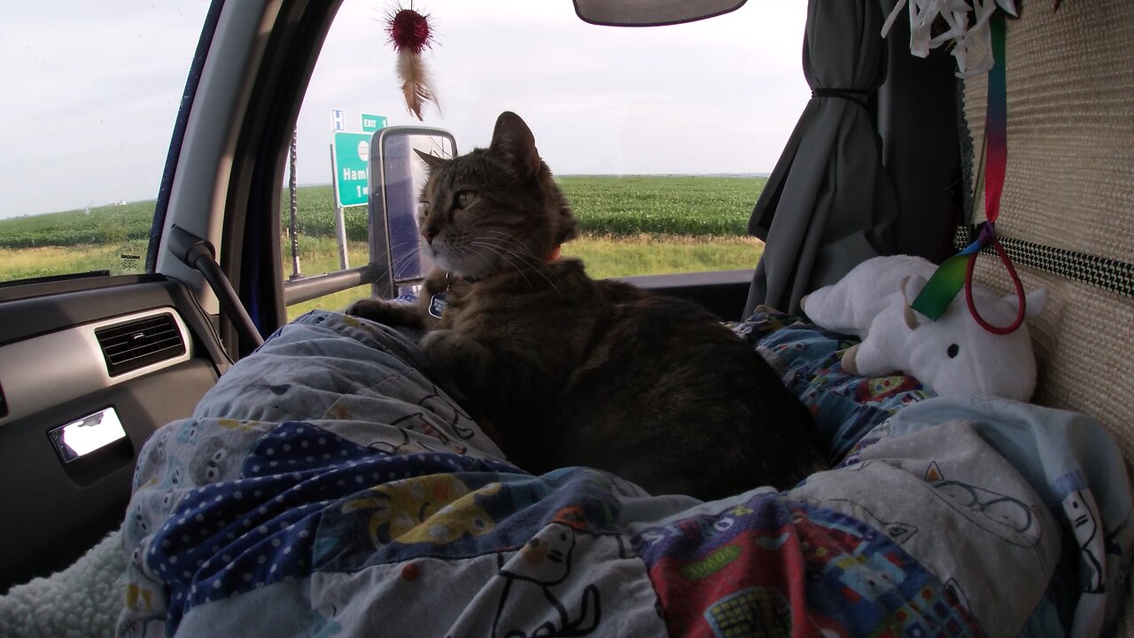 Solar Powered Cat, Water fountains, close and personal cat loves.