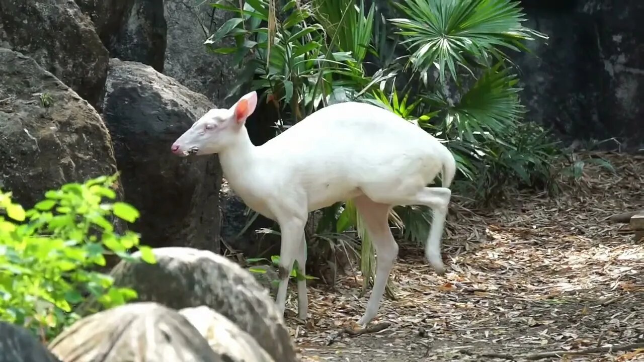 Young fawn Albino dear eating leaves