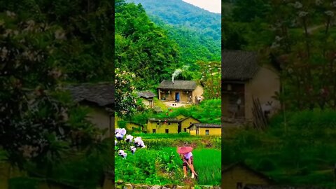 Beautiful Village Life #villagelife#village#viral #nature#beautiful#short #status#soothingmusic