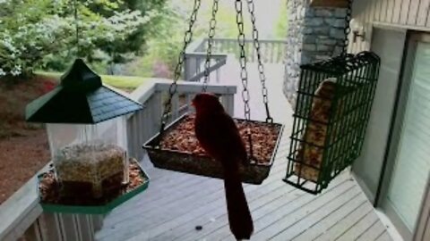 Live Bird Feeder in Asheville North Carolina. In the mountains. Aug. 3 2021 (Night)