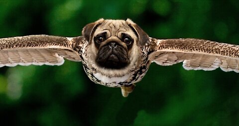 THE PUG SMOKED WEED