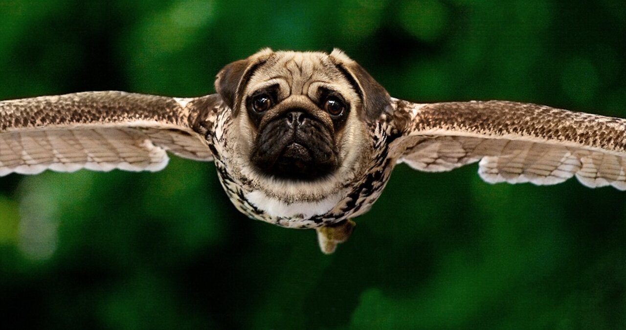 THE PUG SMOKED WEED