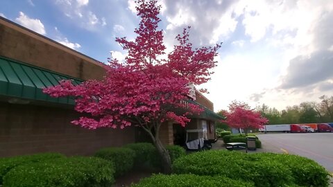 APRIL CHERRY TREES