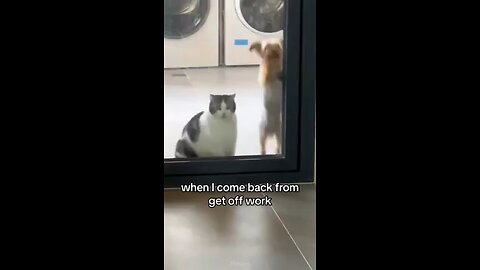 FUNNY_CATS_vs_DOGS_🐱🐶_Best_Friends_or_Enemies__🐾_New_Funniest_Animals_Videos_2023_😂(240p)