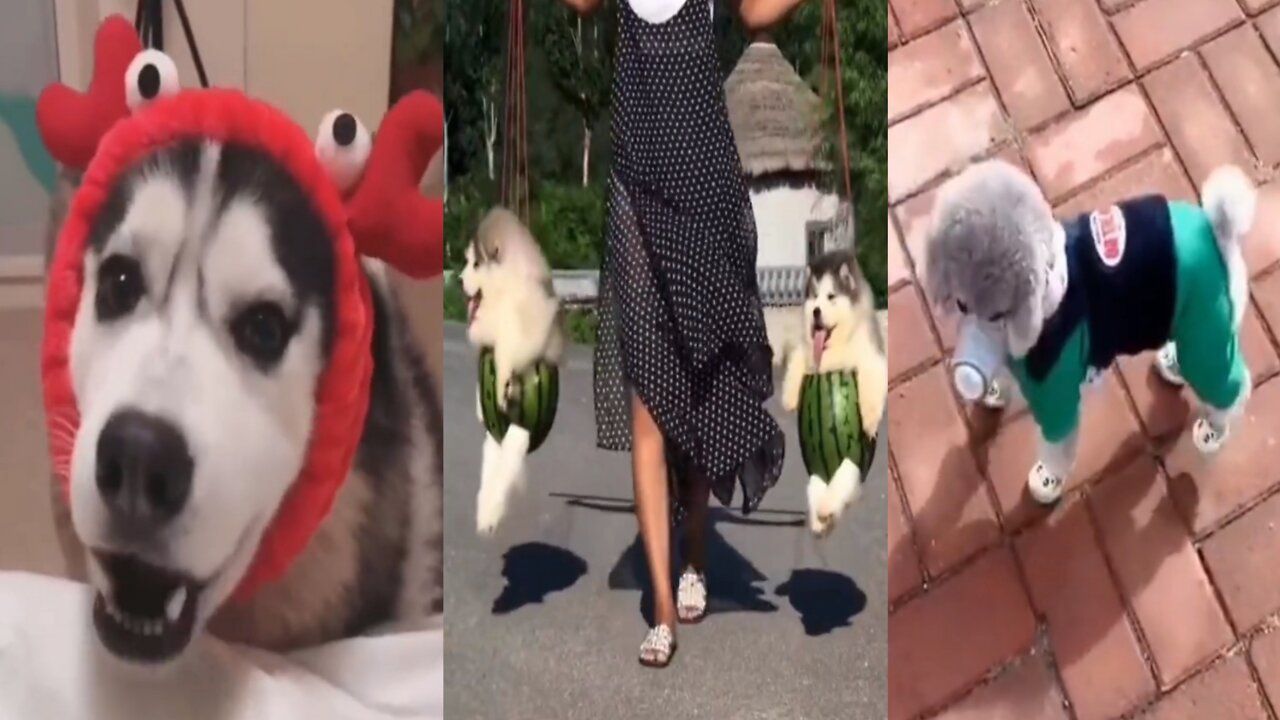 The best dogs and cats playing and getting ready are all cheerful and cute dogs