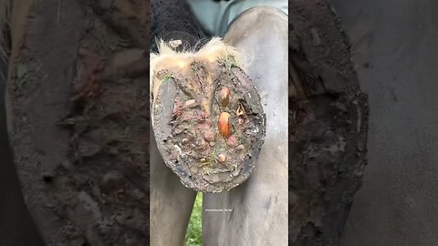 a lot of mud in this hoof