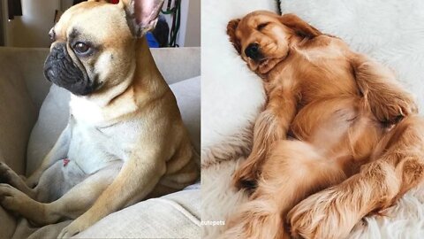 FUNNY PETS 🔴 Best Cats And Dogs Videos Compilation #2 | 6 Minutes of Funny Pet Videos 2022
