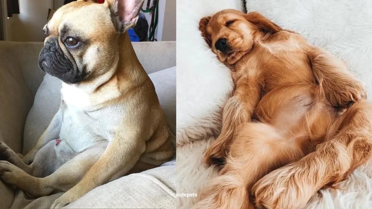 FUNNY PETS 🔴 Best Cats And Dogs Videos Compilation #2 | 6 Minutes of Funny Pet Videos 2022