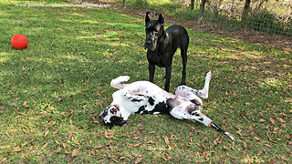 Goofy Great Dane Puppy Loves to Play Upside Down