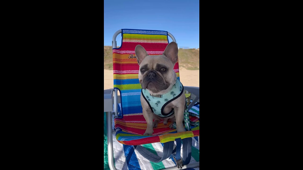 Snacking on the Beach | Mochi The French Bulldog